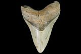 Fossil Megalodon Tooth - North Carolina #108882-1